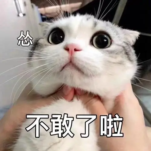 萌宠猫星人不敢了啦怂呆萌可爱gif动图_动态图_表情包下载_soogif