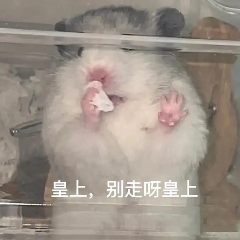 可爱的萌鼠表情包来啦#萌宠表情包#仓鼠日常#表情包#仓鼠-抖音