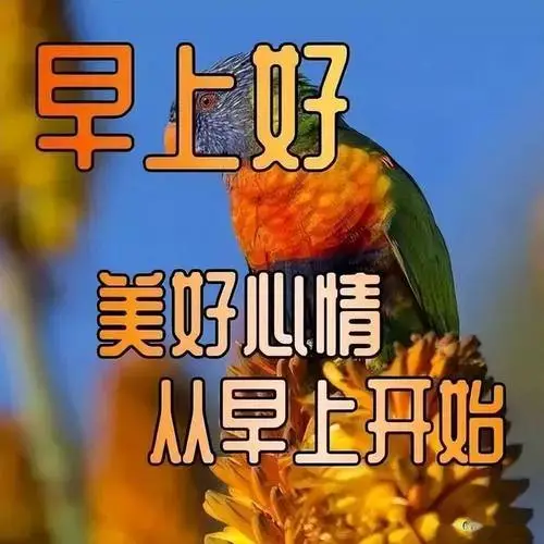 今日最新早上好表情大全感恩有你时光不老陪您永永远远