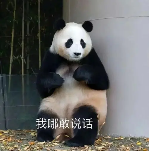 表情包超话#福宝主打一个心大#大熊猫福宝表情包
