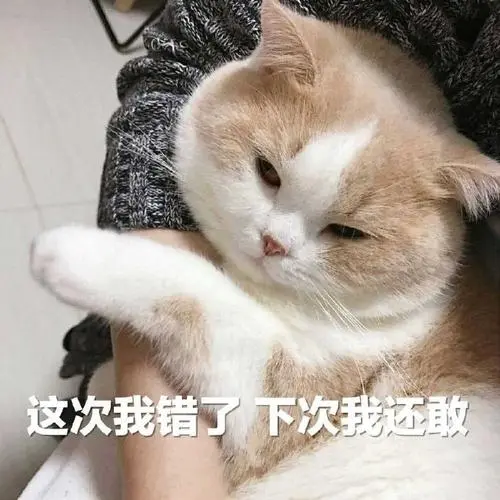 萌宠喵星人这次我错了下次我还敢呆萌搞怪gif动图_动态图_表情包下载