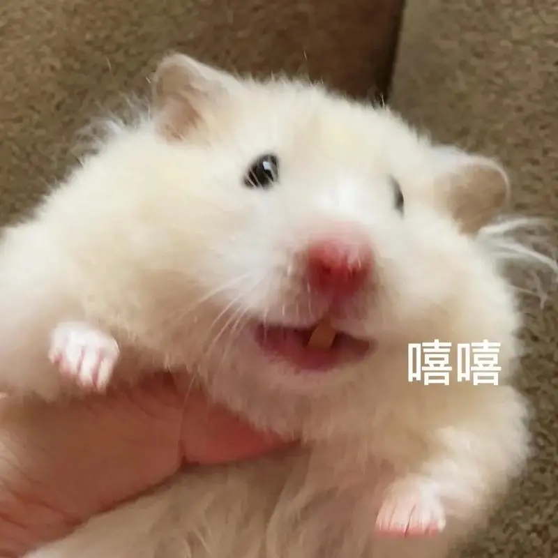 笑容逐渐放肆hhhhhhhh.#金丝熊#鼠鼠我呀#家有傻-抖音
