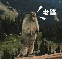 老婆(土拨鼠呐喊动图)_土拨鼠_动图_呐喊_老婆表情