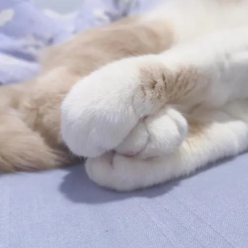 想给这个猫猫脚照片做表情包,配什么文字好呢!