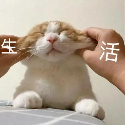猫咪表情包,超可爱!()